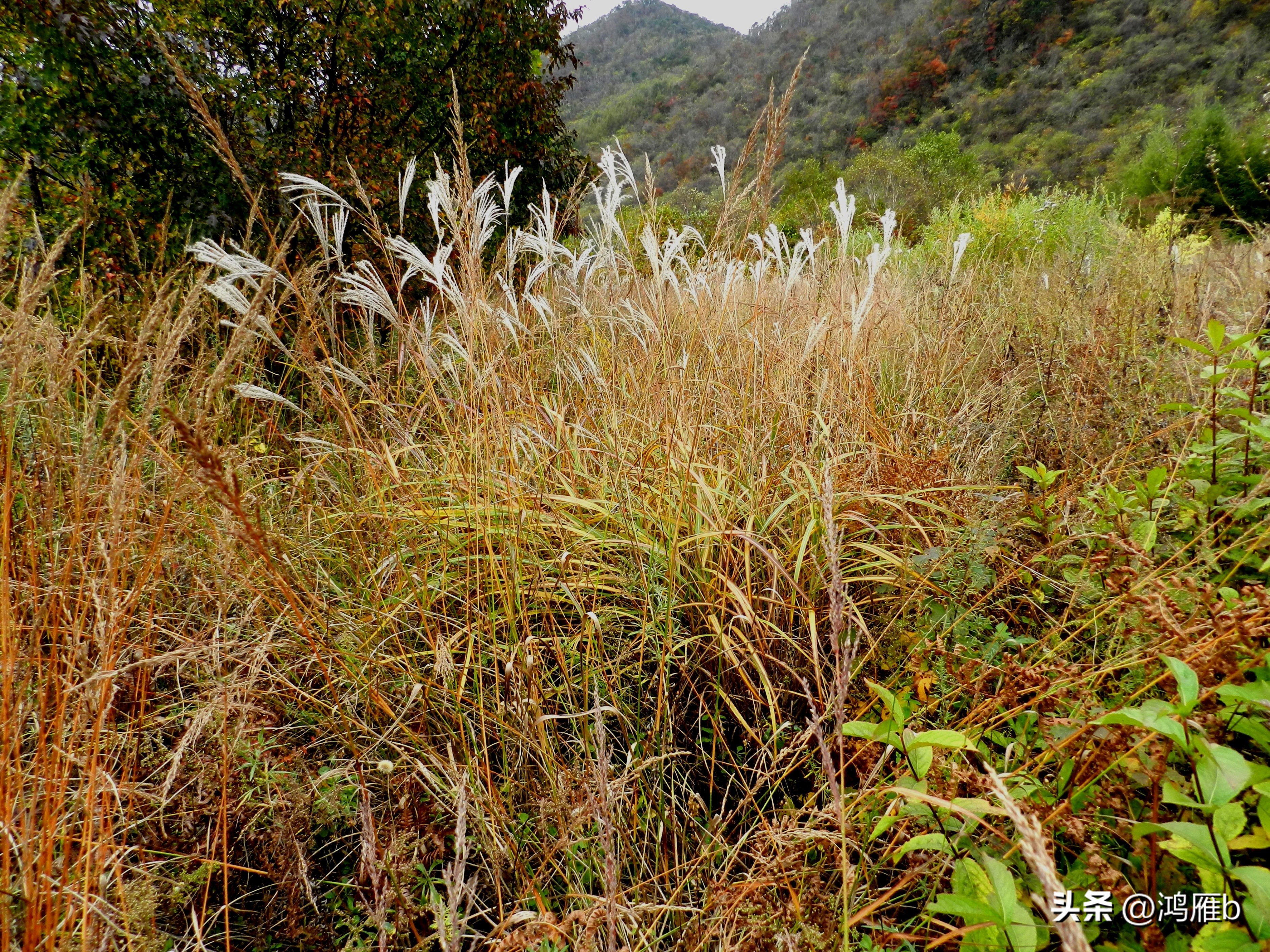 本溪温泉汤沟门票价格,本溪花溪沐枫雪温泉小镇