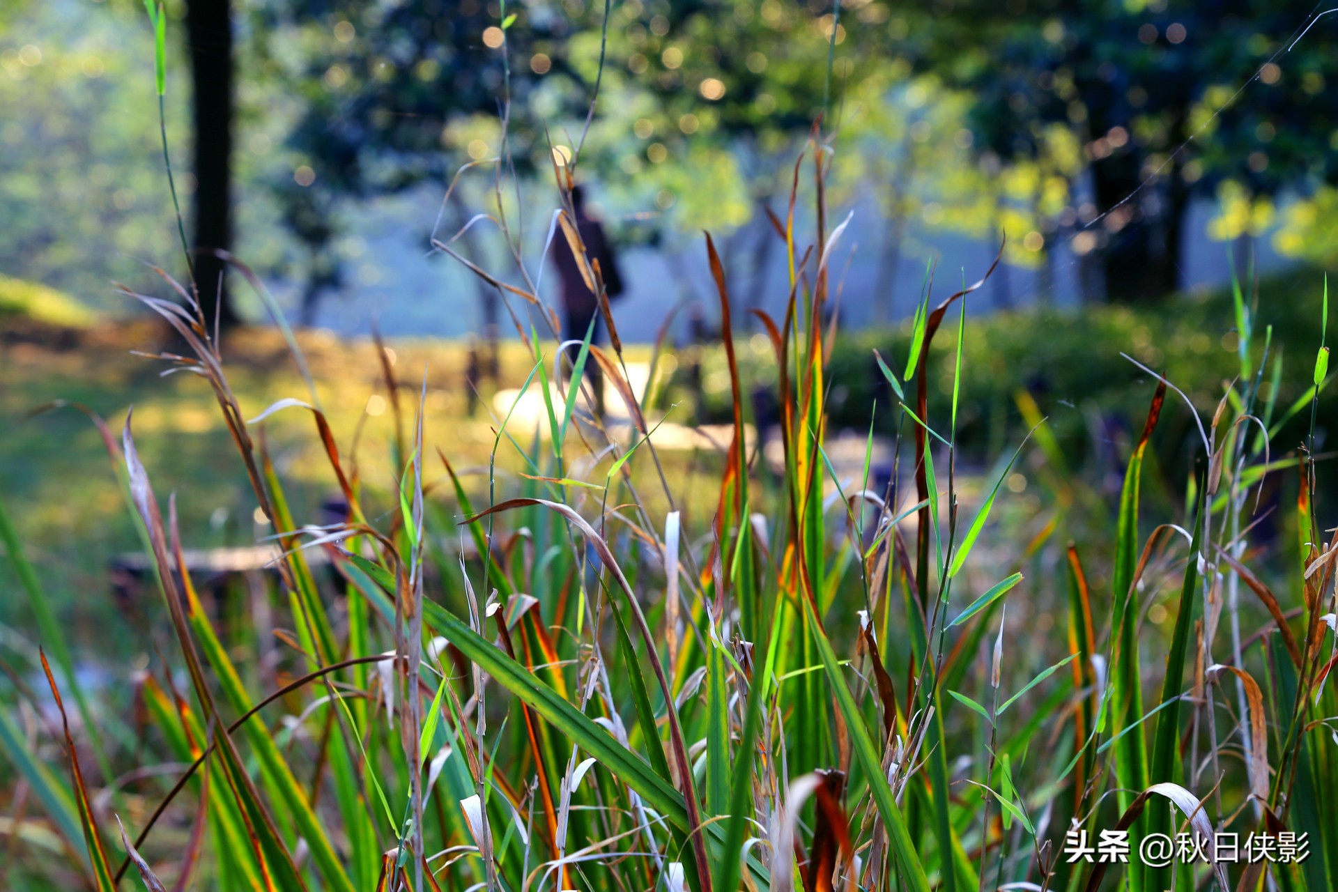 西湖边的免费小众景点,西湖边的公园