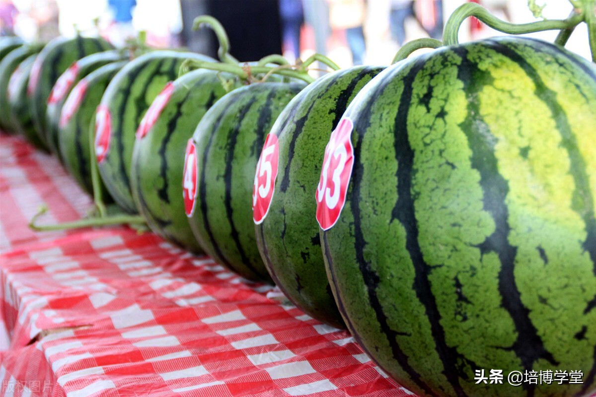 西瓜之乡东明西瓜价格,西瓜之乡宣传