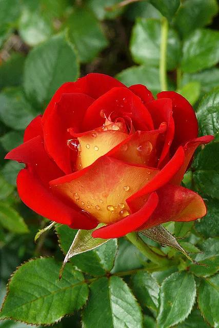 一花一世界一念一佳人的图片,一花一世界一叶一春秋图片