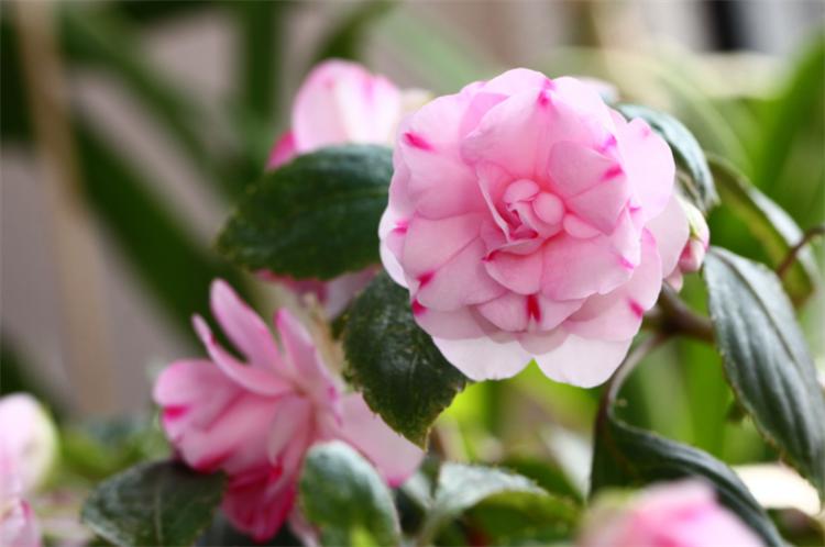 怎样养好水梅花视频,梅花水养方法和技巧