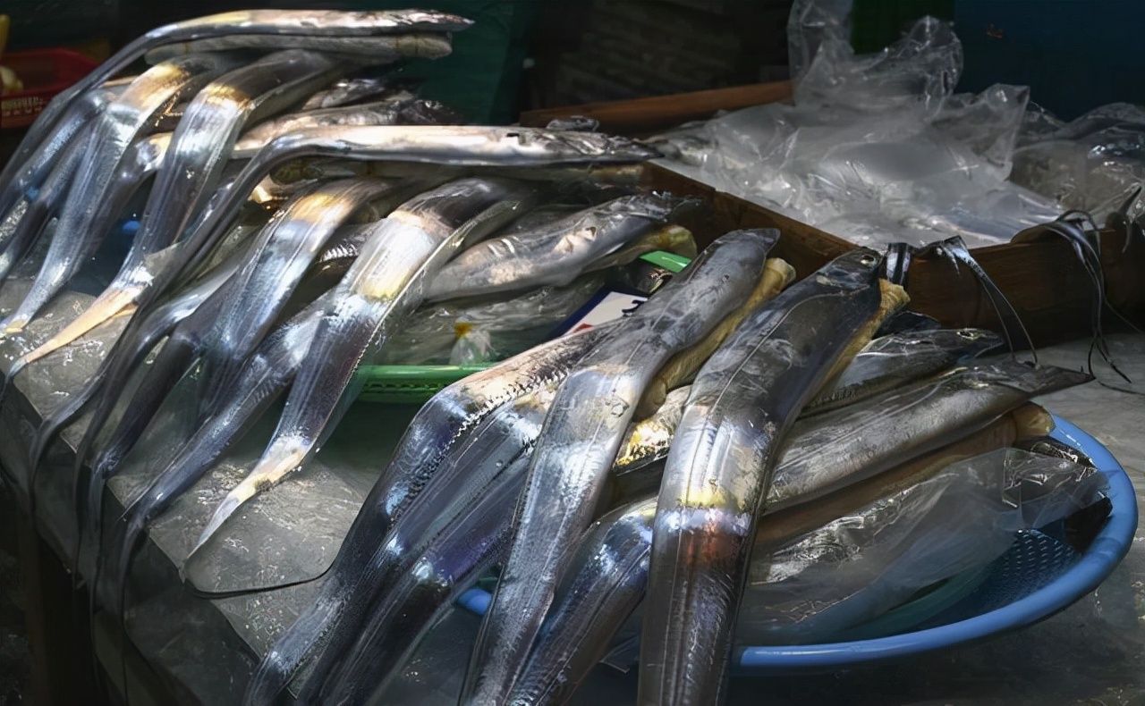 带鱼的“忧虑”:一年出水百万吨,繁荣背后其实暗藏玄机?