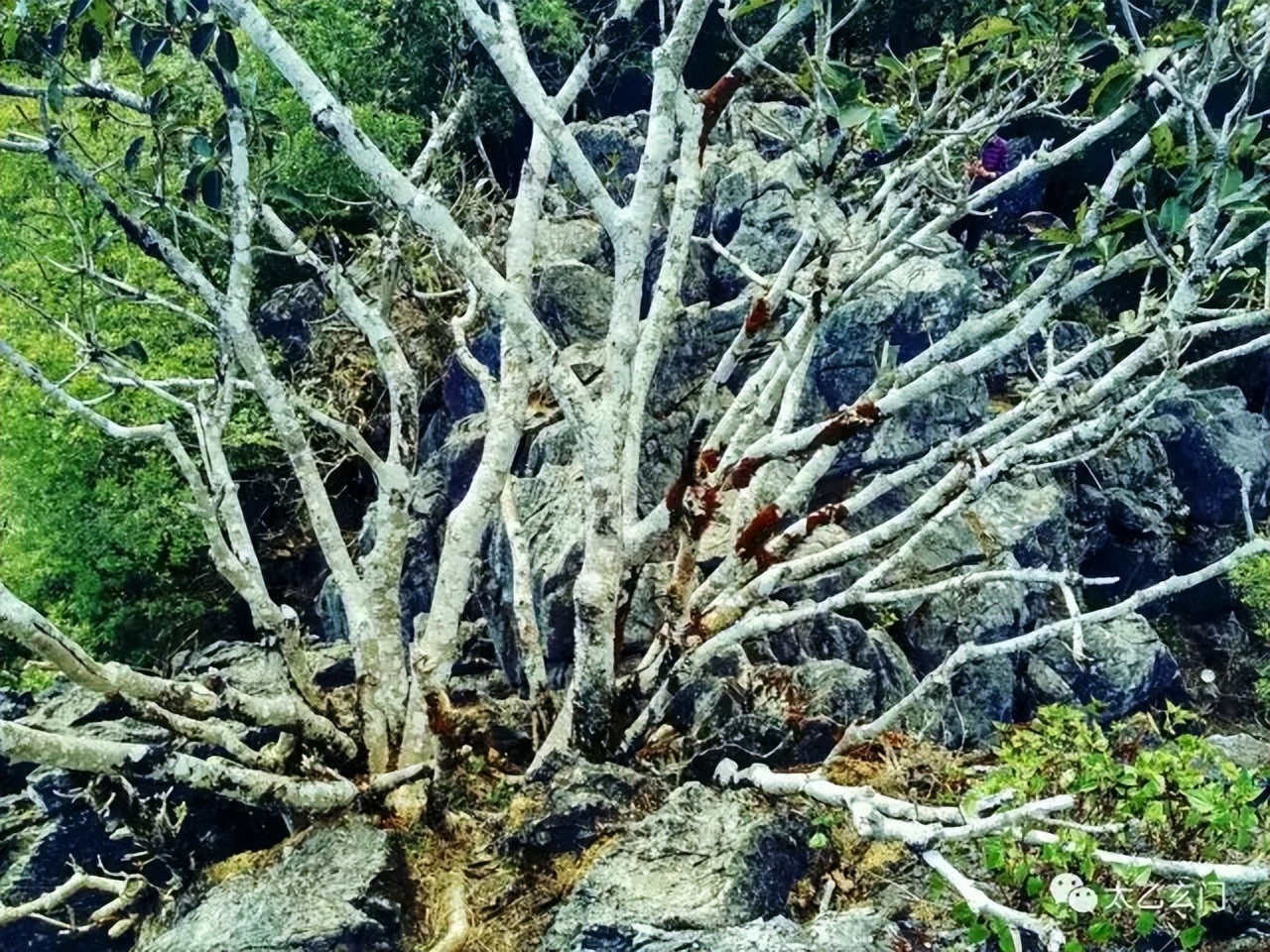 攀普洱天壁山之西门崖子：一日凌云出，群山齐失自高心