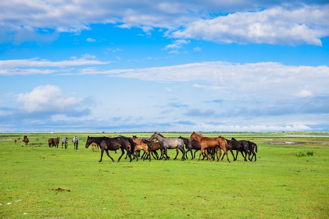 新疆飞虎男篮队最新消息,新疆飞虎男篮队员最新消息