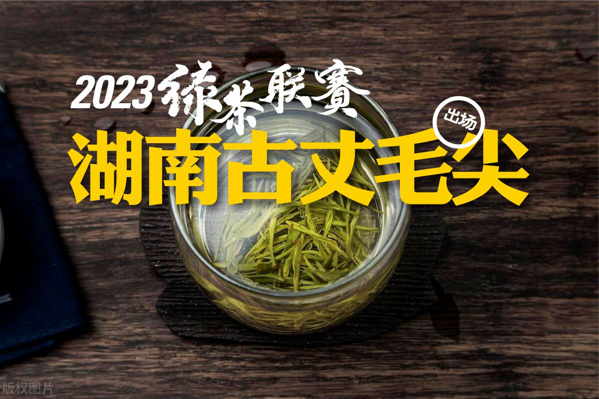 古丈毛尖大赛节目表,古阳河古丈毛尖怎么样