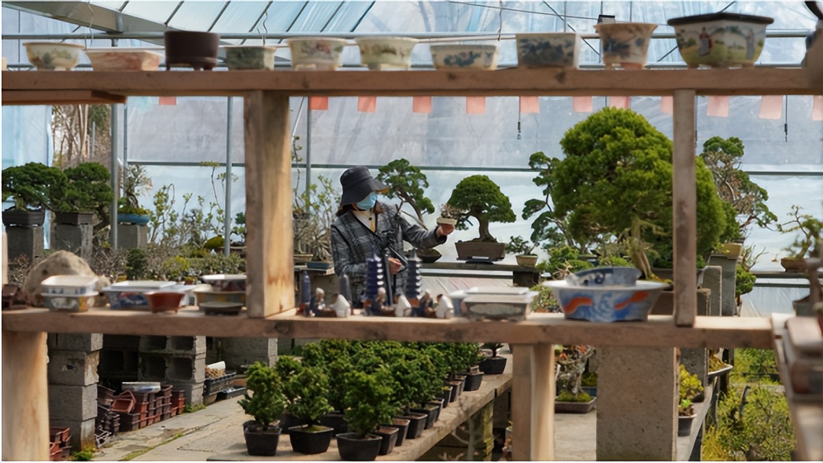 沭阳花木电商扶持,沭阳县颜集镇花木电商