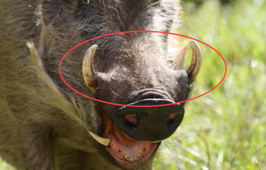 为什么野猪比老虎可怕,一猪二熊三老虎猎人