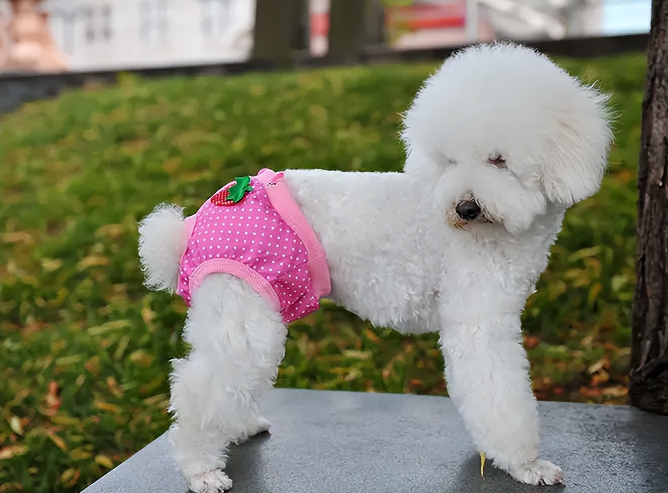 狗狗姨妈期间可以不用生理裤吗,狗狗穿生理裤好还是纸尿裤好