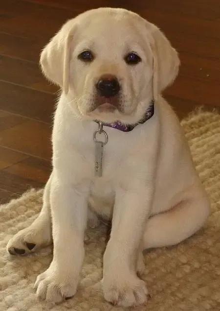 养狗必备用品拉布拉多幼犬,拉布拉多幼犬养狗知识大全