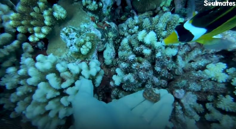 国外美女姐姐海里偶遇一只小鱼，竟引发神奇友谊！网友：前世情人