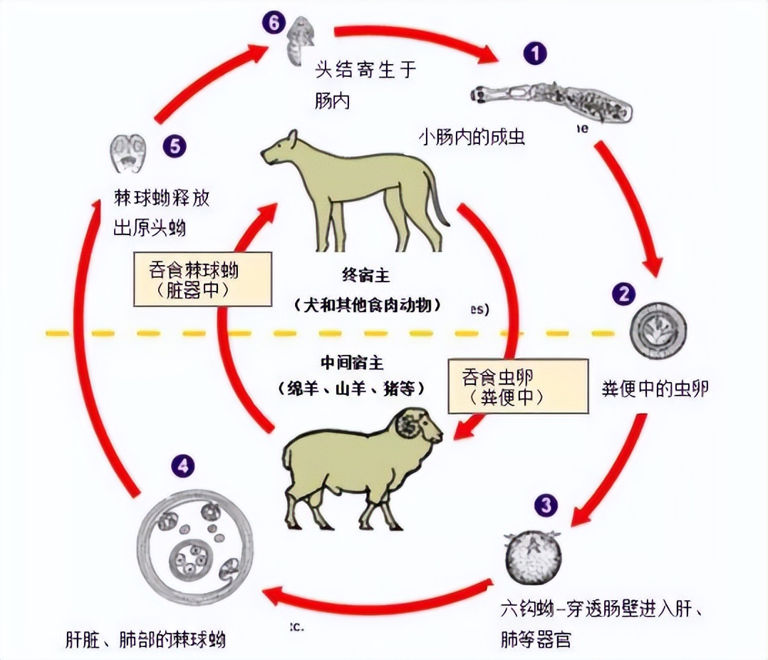 小男孩患虫癌,7岁男孩患虫癌