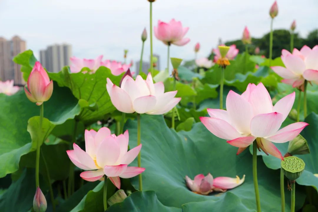 全球学子嘉游赣|上饶的第一波荷花开了，让我们一起步入飘满荷香的夏天！
