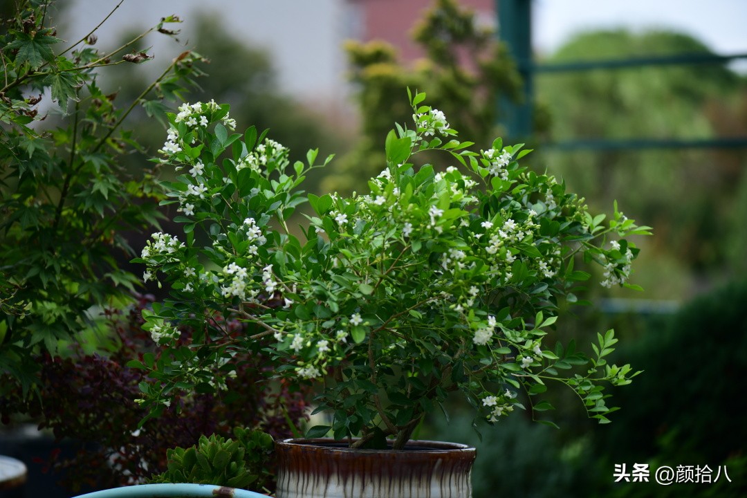几乎没有存在感的七里香，到底是怎样的？|园丁