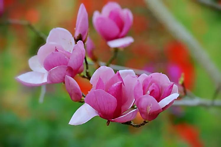 二乔玉兰～花大色艳、清香远溢，天生丽质，堪比三国＂二乔＂