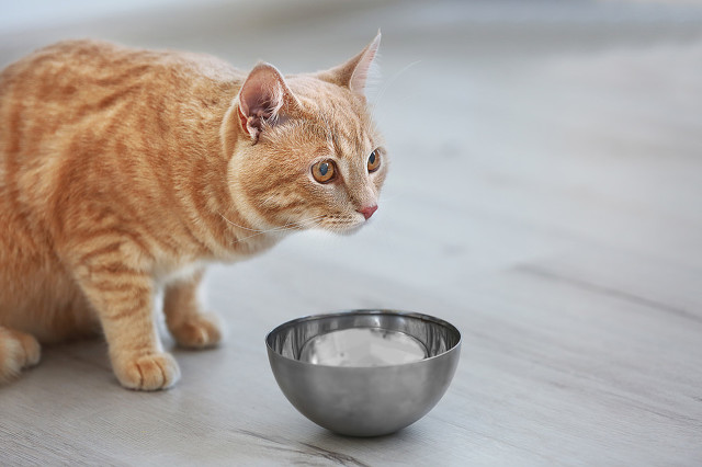 猫能吃什么水果呢,猫喜欢吃什么水果或者零食