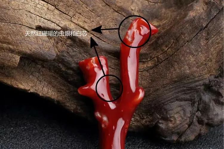 红珊瑚是深海中的千年灵物,深海精灵红珊瑚的万般风情