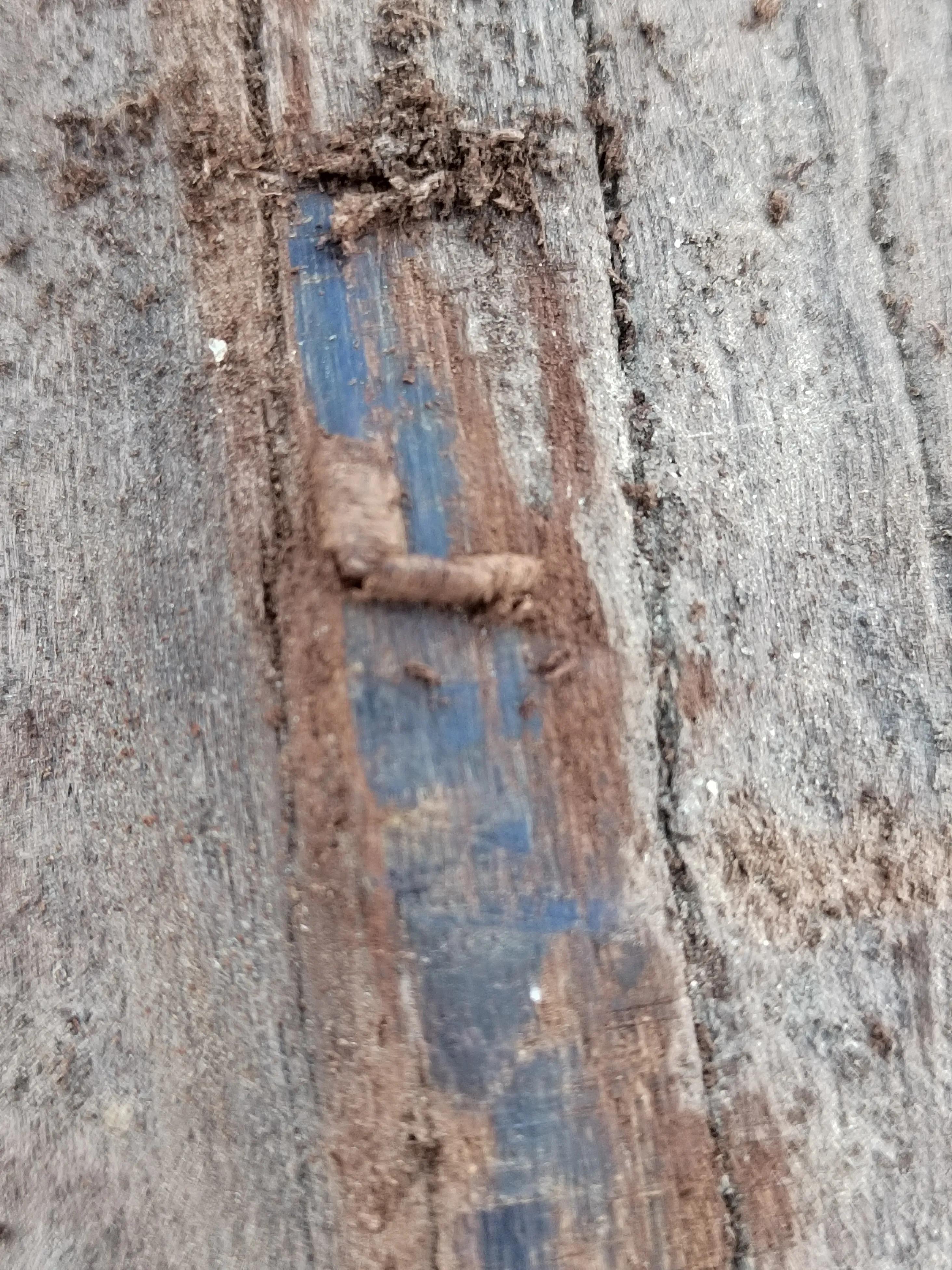 白奇楠莺歌绿奇楠黑奇楠哪个好,黑奇楠和白奇楠沉香哪个好