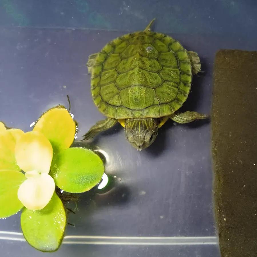 巴西龟密西西比红耳龟,十大智商最高的龟巴西红耳龟