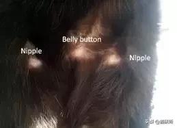 你见过猫咪吞口水吗,猫咪有肚脐眼吗