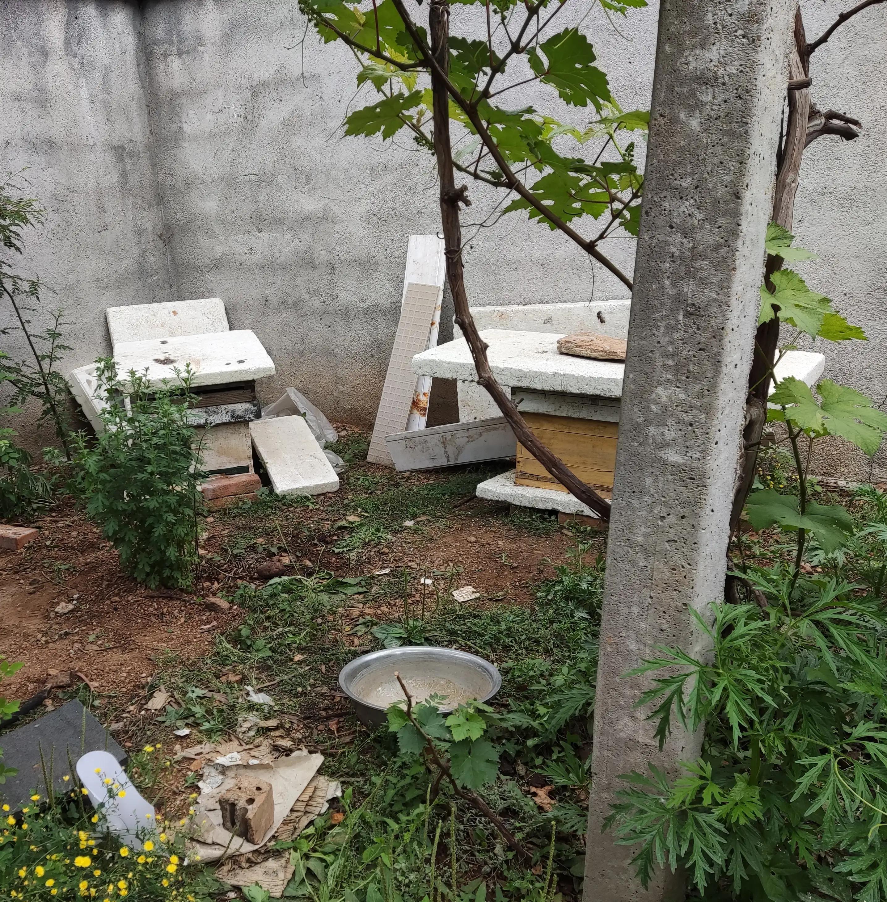 被小区花园里的蜂蛰了,院子里的蜜蜂被蛰了