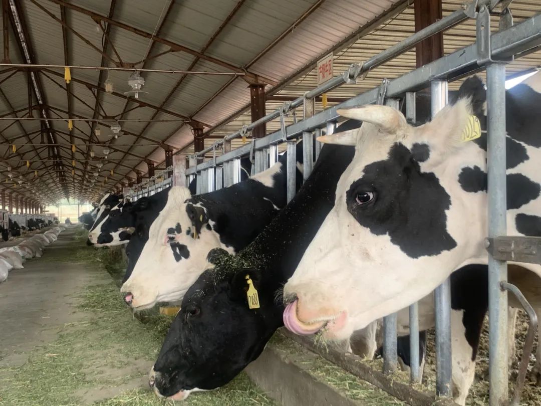 牛沙门氏菌,牛感染沙门氏菌怎么治疗