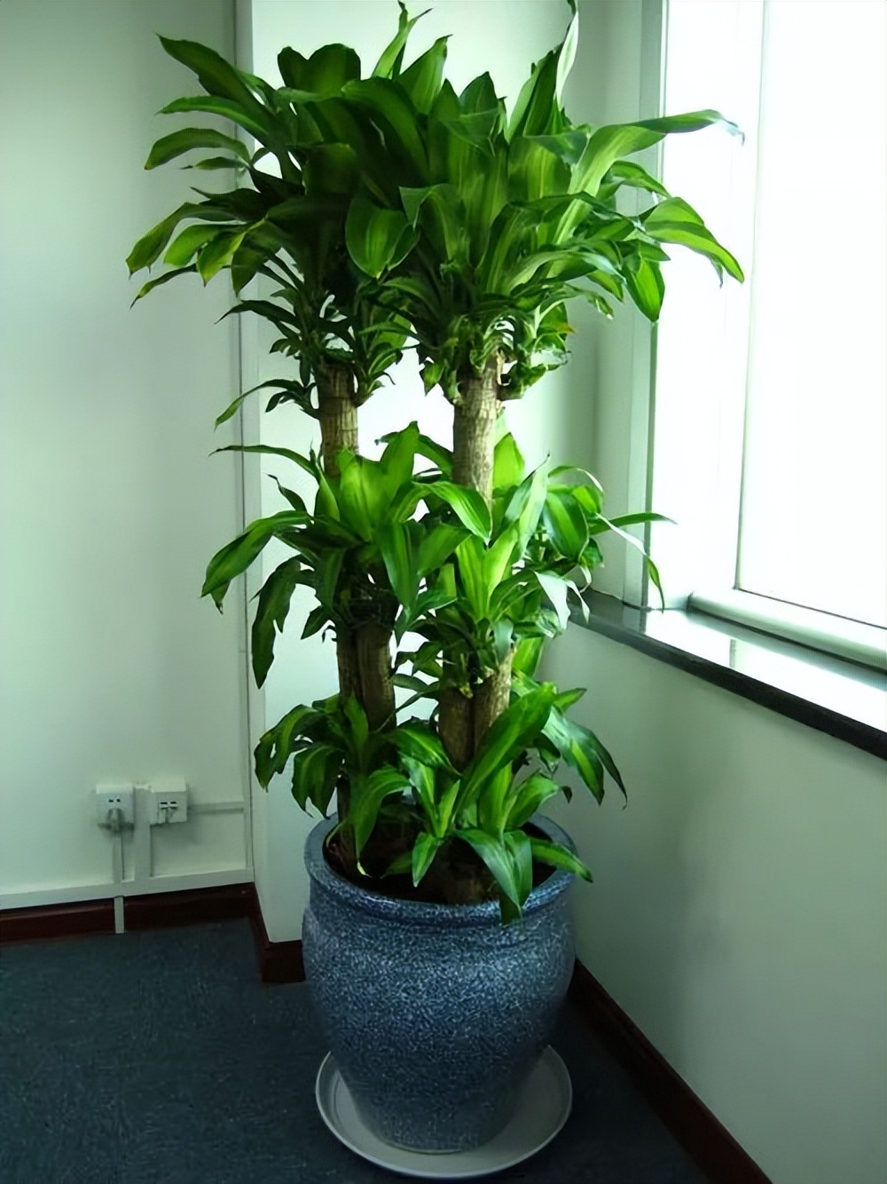 种什么蔬菜可吸甲醛,适合家庭种植的除甲醛植物