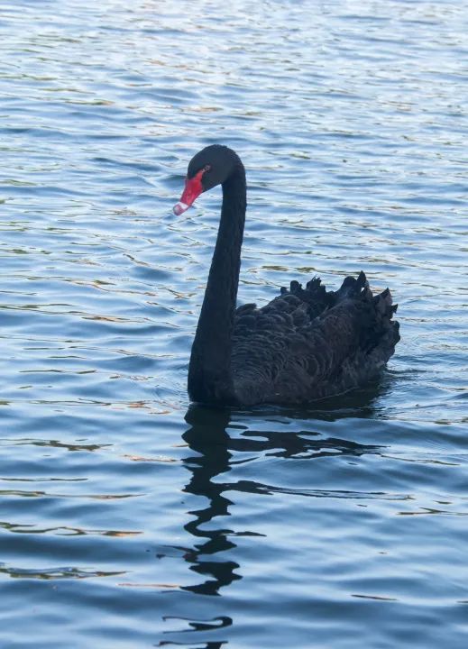 厦大预约参观系统攻略,厦大的课程表