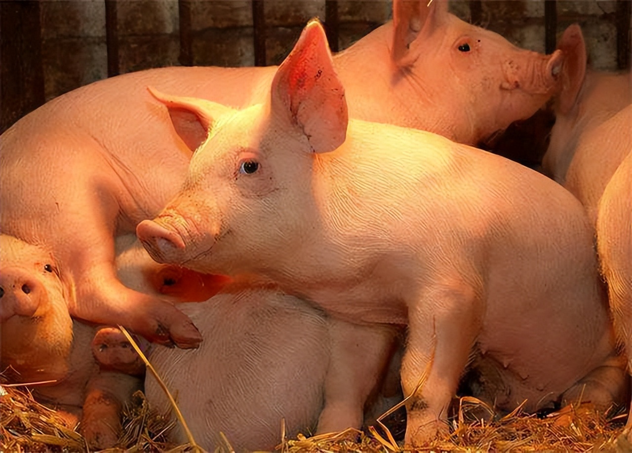 猪发烧腿瘸是什么原因,猪腿瘸发热不吃食是怎么回事