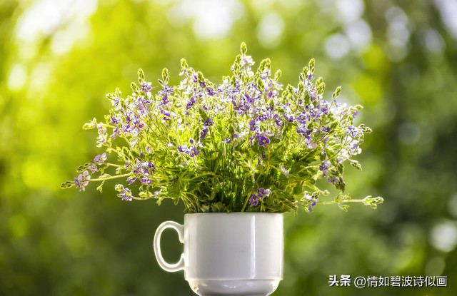 散文思念春天,散文思念精选朗读