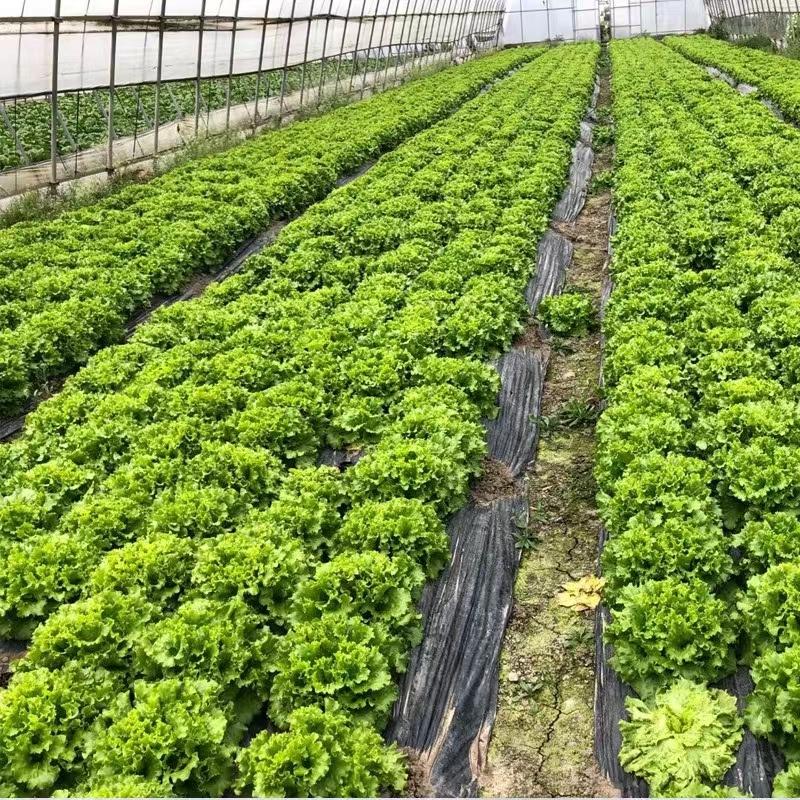 生菜香菜种子怎么种,生菜小葱小白菜香菜都怎么种植