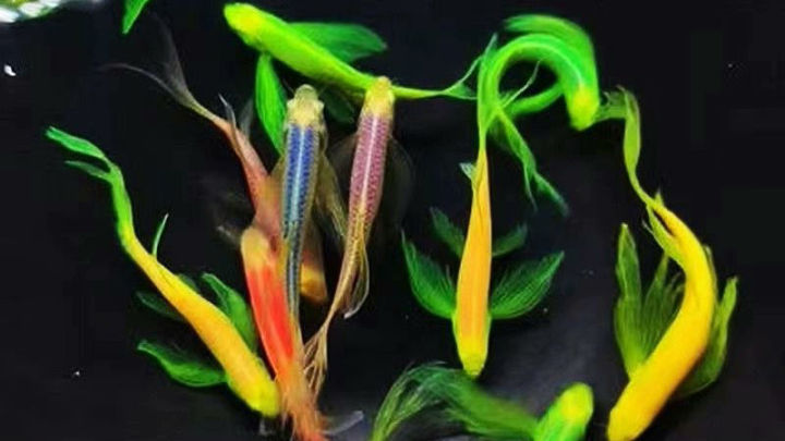 比较容易养的观赏鱼有哪些品种,适合懒人养的观赏鱼多有哪些品种