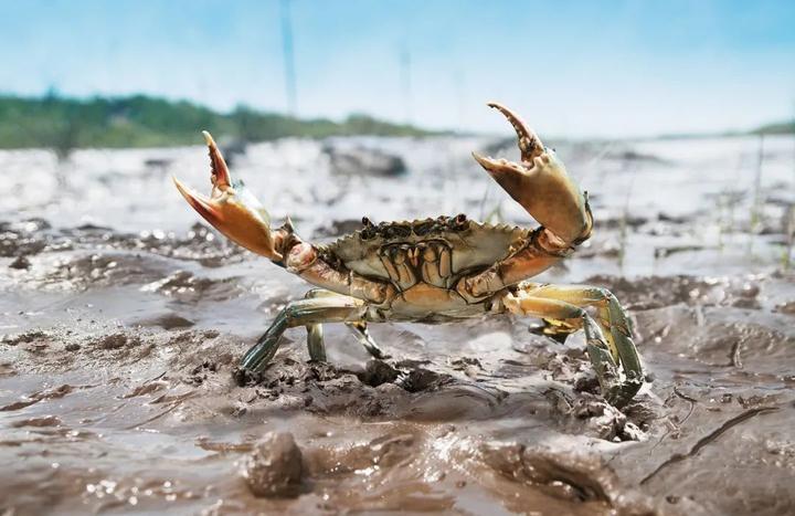 锯缘青蟹多少钱一只,锯缘青蟹家常做法