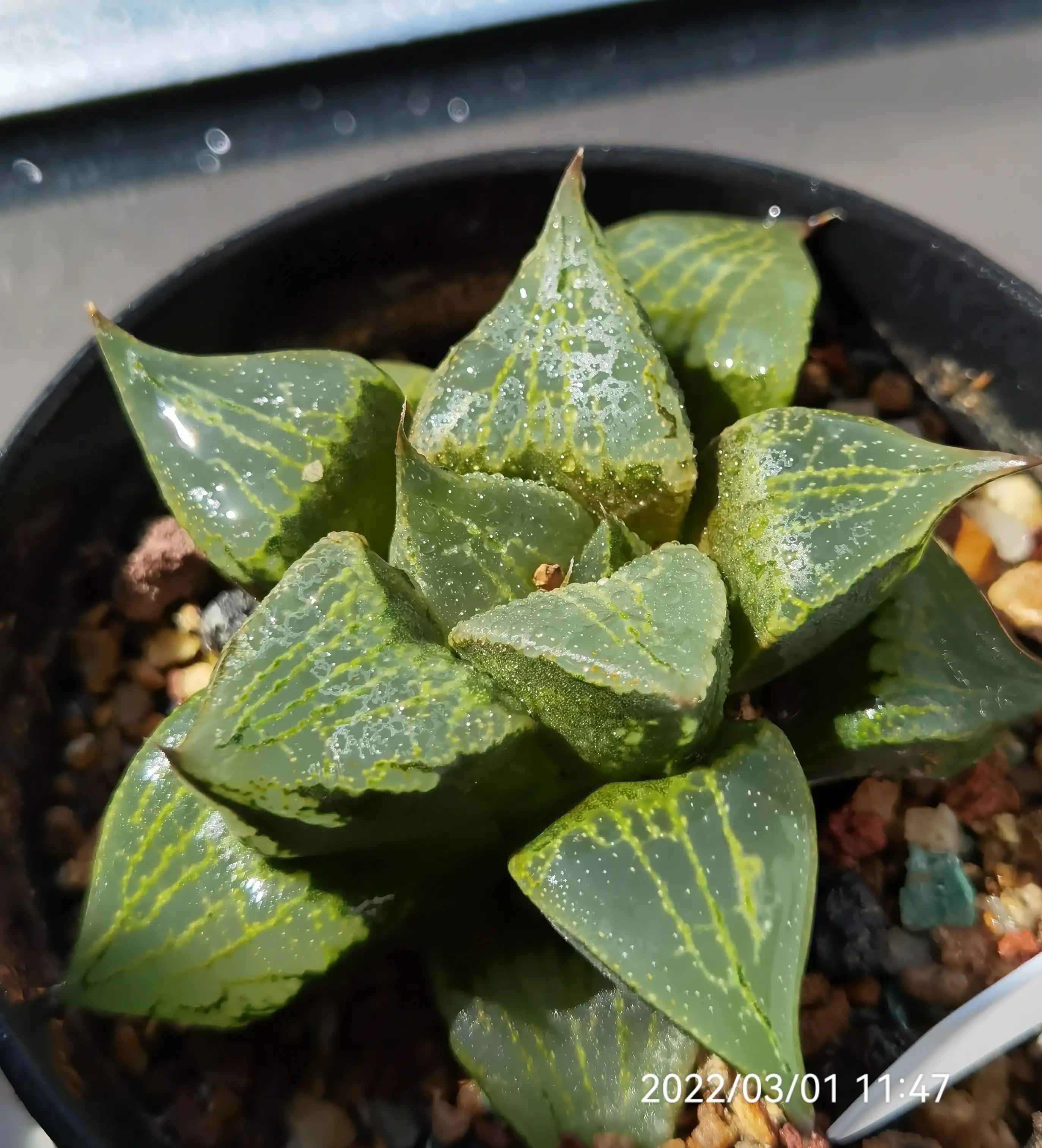 玉露种子怎么种,从种子开始种玉露