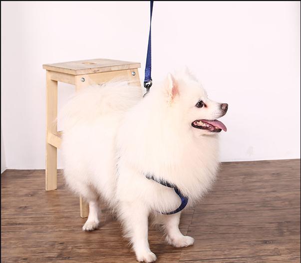 狗狗出门爆冲怎么办,狗狗爆冲