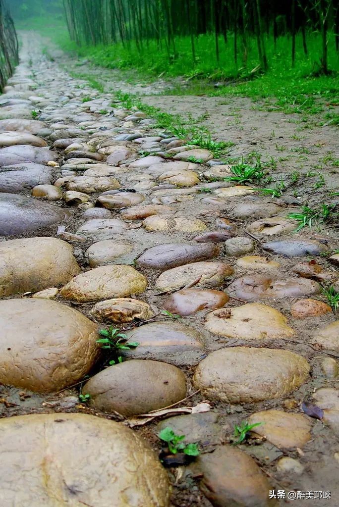 竹是风骨,平安竹养的如此茂盛