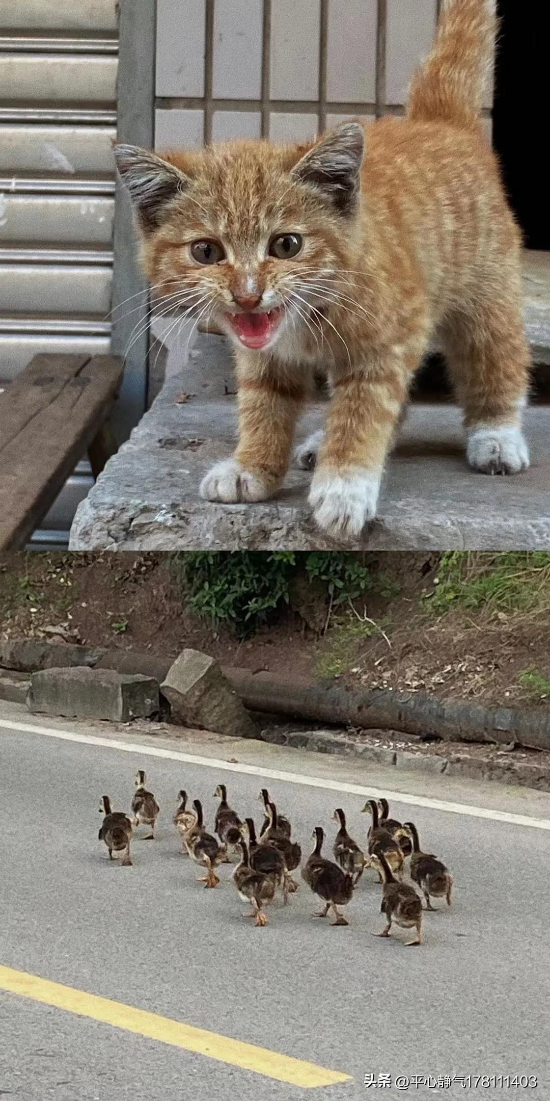 怎么制作漂亮的书签,怎么制作漂亮的手机壳
