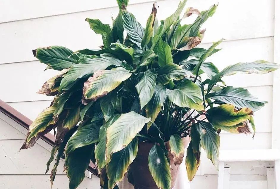 白掌花叶子发黄怎么办,白掌花叶子发黄怎么回事