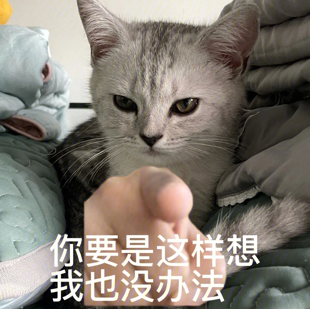 养猫不能不知道的这几件事,养猫最经常遇到的16个问题详解