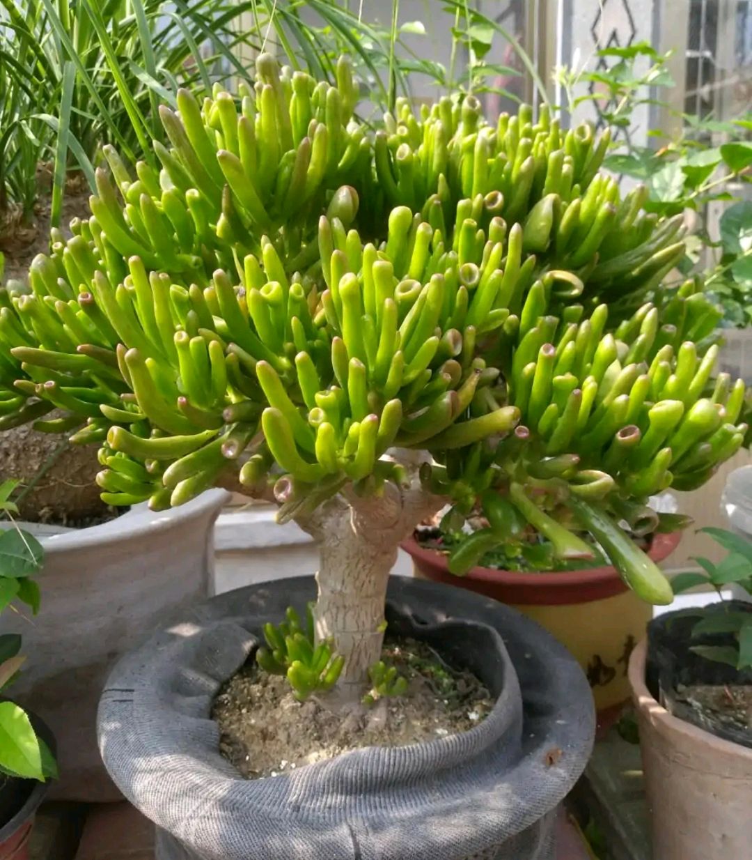 家庭客厅养什么花好看又旺财,客厅最吉祥的三种花