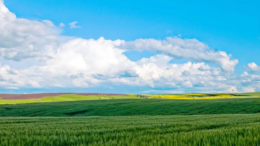 中国呼伦贝尔最大的草原 (呼伦贝尔大草原是世界第一吗)