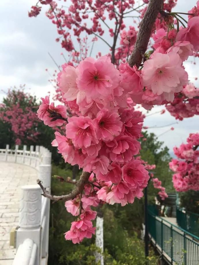 初春河津樱花图片大全,河津樱花品种大全