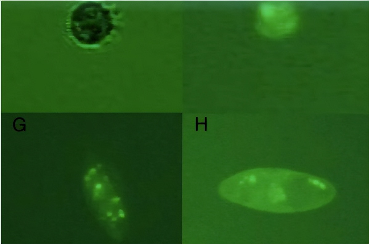 一物降一物疾病的天敌,一物降一物专家