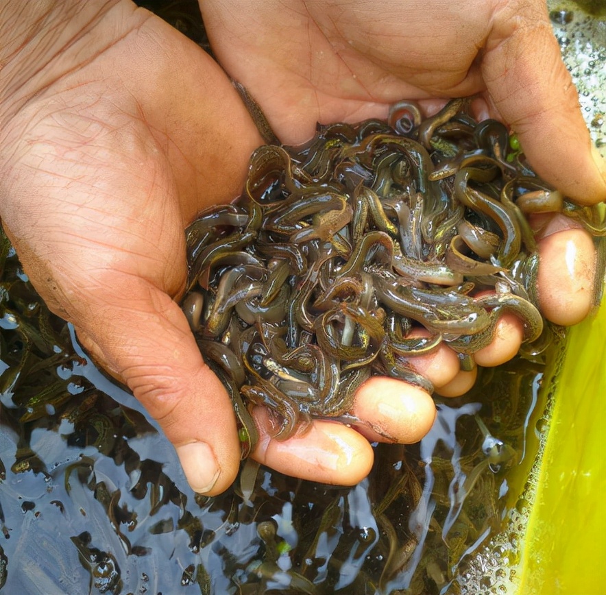 泥鳅党有多可怕,泥鳅党到底违不违法