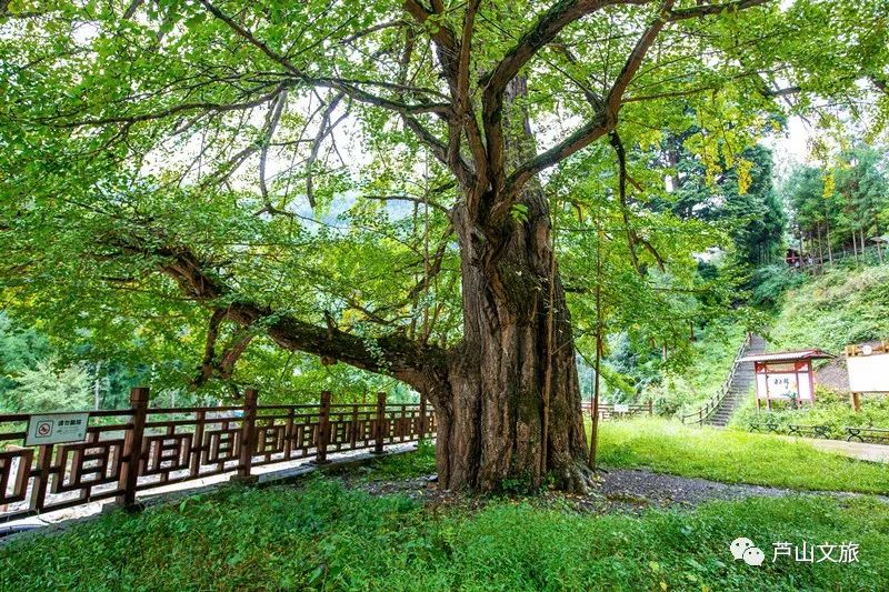 芦山县大川镇夏天避暑凉快吗,暑假避暑旅游最佳选择川内