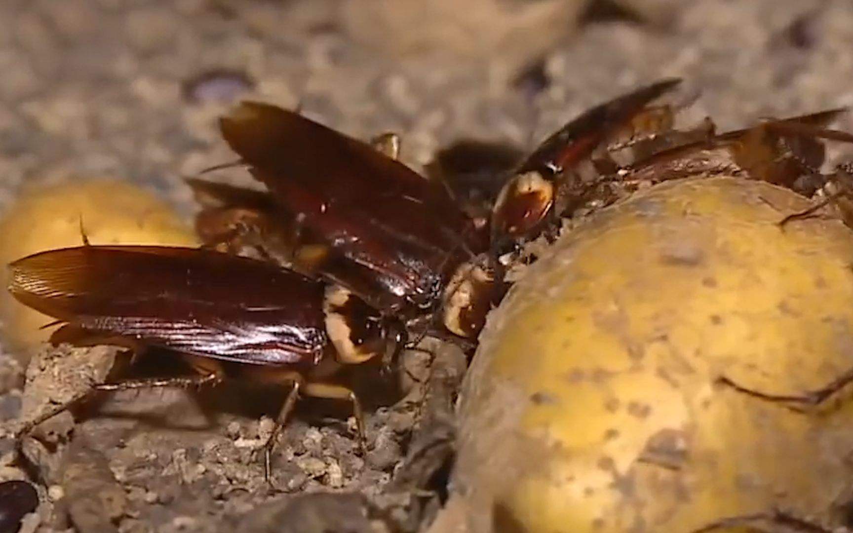 餐厨垃圾养殖蟑螂怎么拿补贴,山东养殖蟑螂解决餐厨垃圾