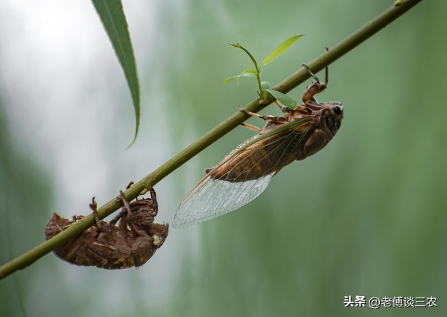 山东金蝉1元钱一只贵吗？卖蝉人一夜能抓1000多只，非常赚钱