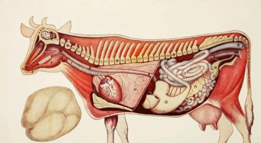 在牛身上掏个洞牛不会痛吗,牛为什么会在身上打洞
