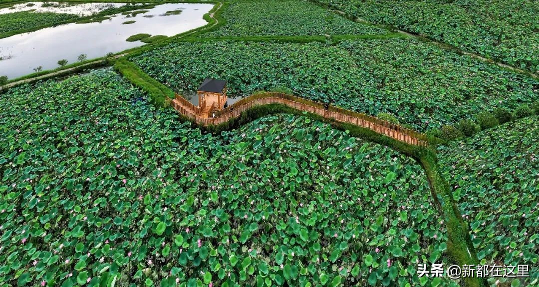 如果城市有颜色重庆,如果城市有颜色作文