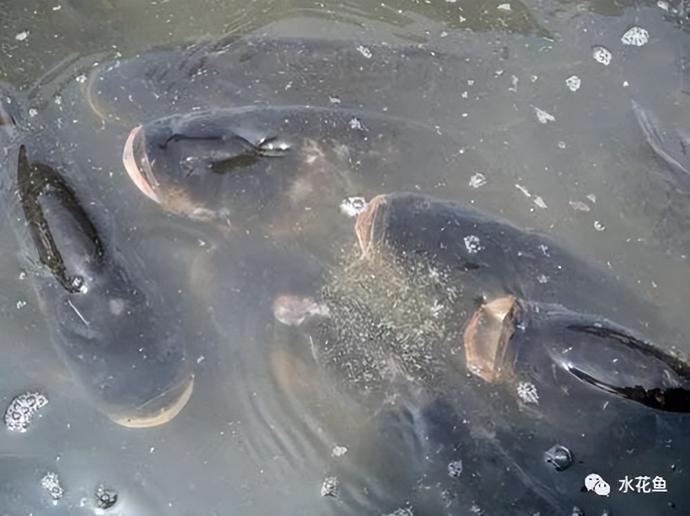 提高水体溶氧量的方法,水体溶氧的正确使用方法