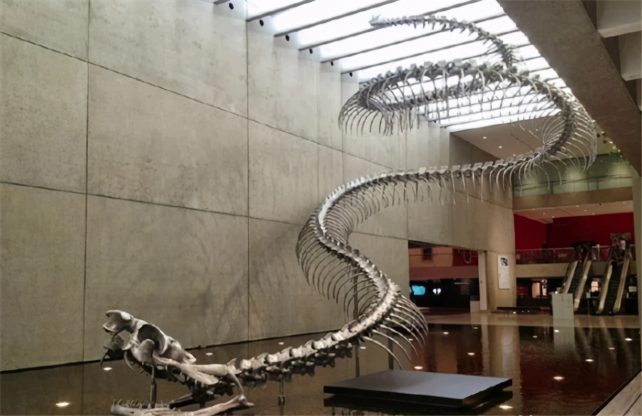 地球有史以来最大的蟒蛇,地球史上最大的蛇类